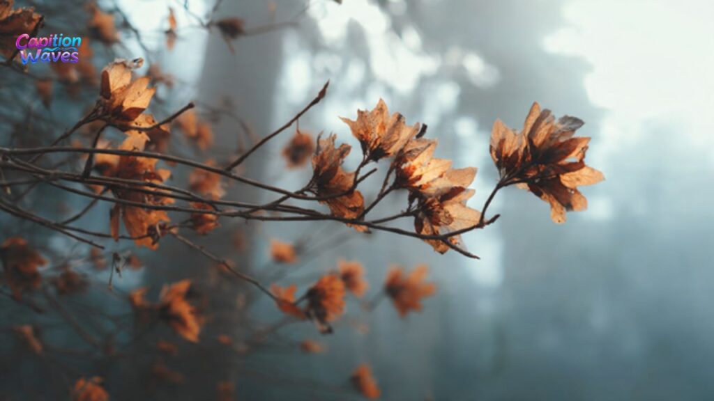 Simple Nature Captions for Instagram